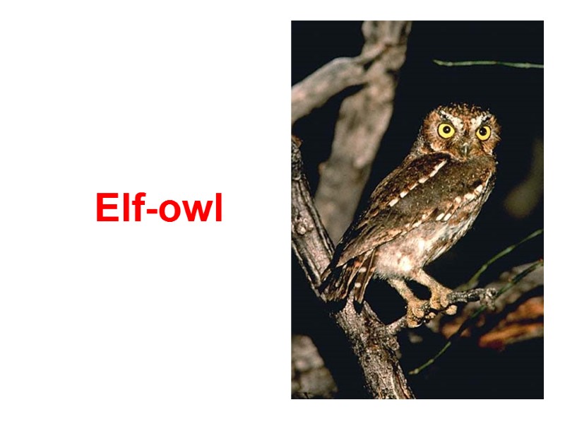 Elf-owl